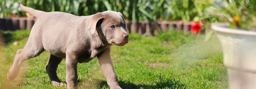 Hund im Garten