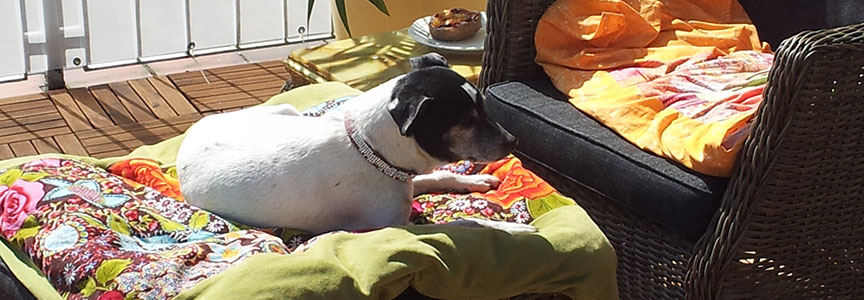 Hund auf Terrasse